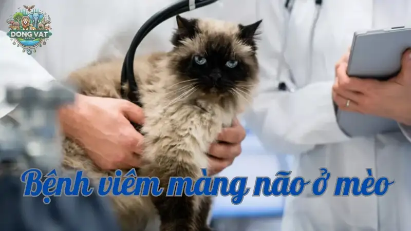 Nguyên nhân gây ra bệnh viêm màng não ở mèo và cách chăm sóc