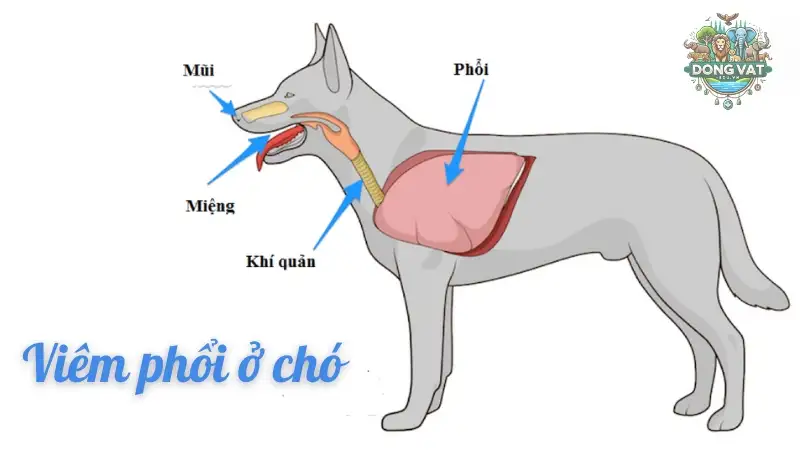 Triệu chứng bệnh viêm phổi ở chó và cách xử lý kịp thời