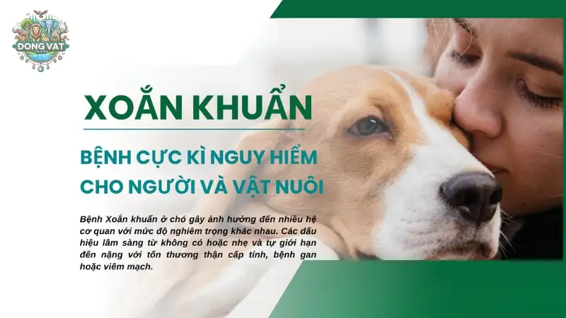 Bệnh xoắn khuẩn ở chó - Cách nhận diện sớm và xử lý kịp thời