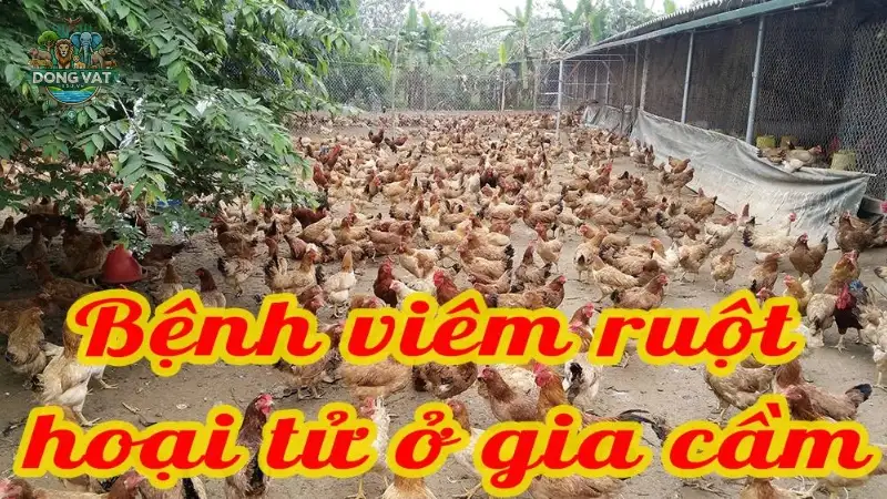 Các triệu chứng nhận biết sớm bệnh viêm ruột hoại tử ở gà