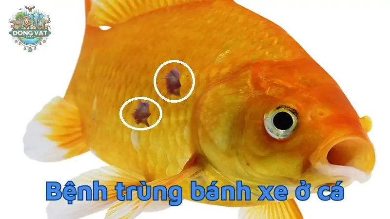 Bệnh trùng bánh xe ở cá - Những điều người nuôi cần biết