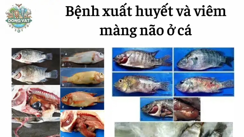 Triệu chứng bệnh viêm màng não ở cá và cách xử lý nhanh chóng