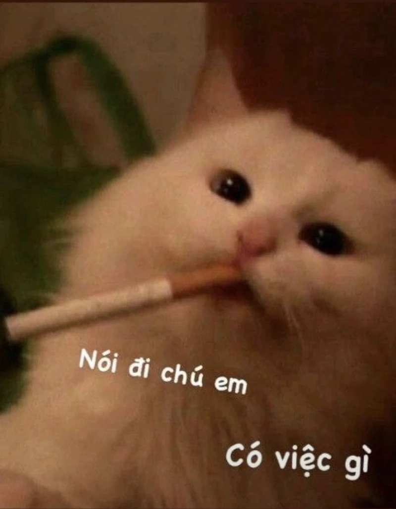 Thêm gia vị hài hước với mèo meme bựa cho mọi tình huống