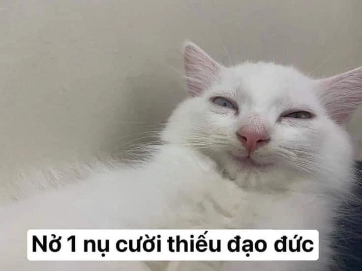 Khám phá thế giới ảnh meme bựa với sự sáng tạo không ngừng