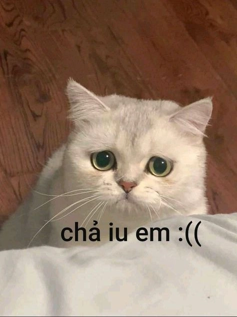 Đừng bỏ qua meme bựa ảnh chế siêu lầy