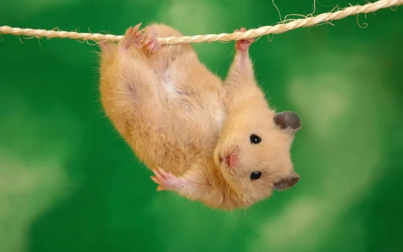 Meme hamster ăn chuối tạo khoảnh khắc cười sảng khoái