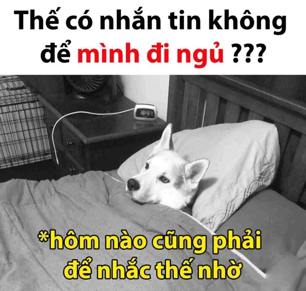 Đồng cảm với cảm xúc đêm khuya qua meme mèo mất ngủ