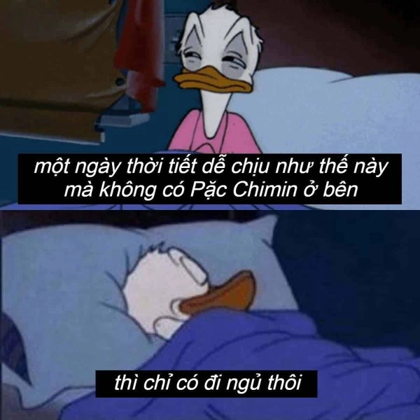 Tận hưởng những giấc ngủ dễ thương qua ảnh ngủ meme