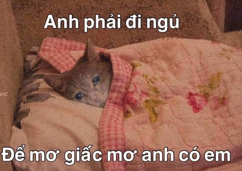 Đáng yêu hết nấc qua ngủ ngon meme cute