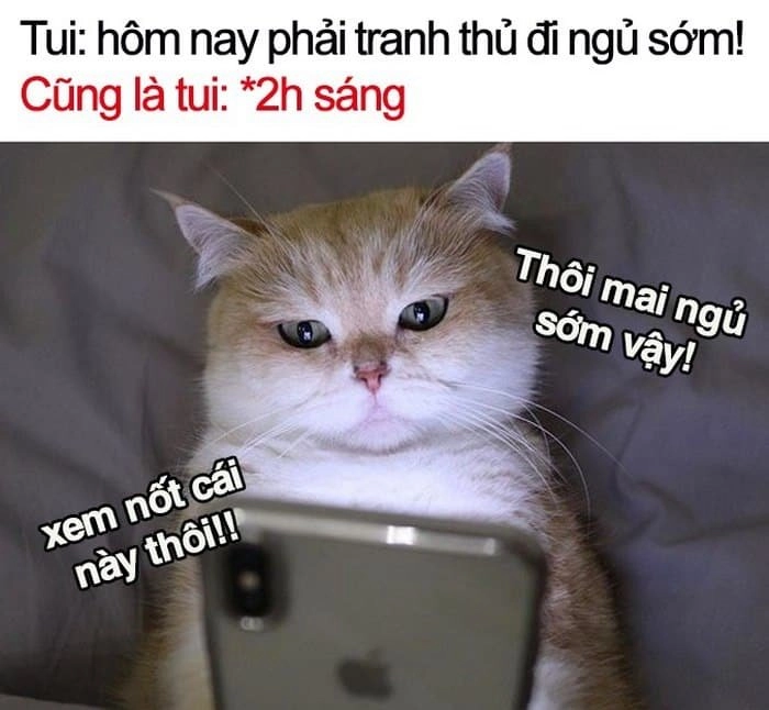 Cảm xúc thật qua ảnh meme mất ngủ