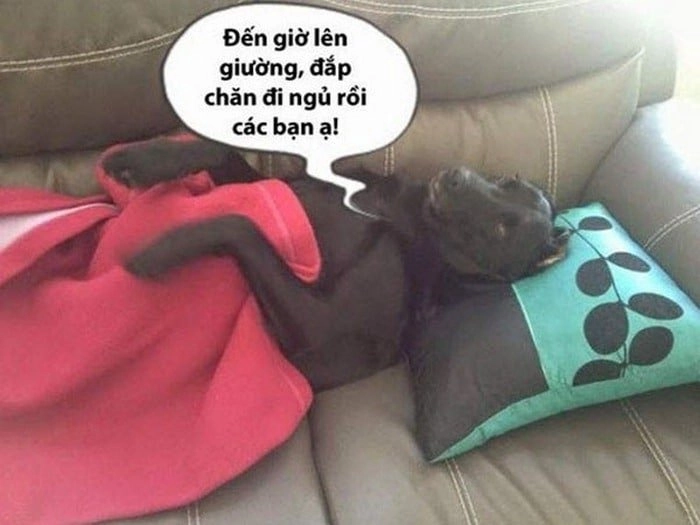 Giấc mơ hài hước với meme ngủ mơ