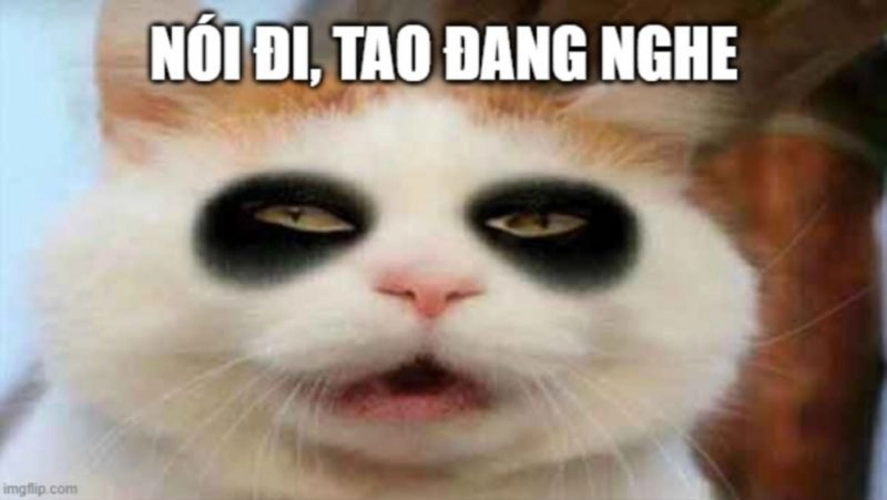 Cười sảng khoái với ảnh chế meme mèo bựa hài hước