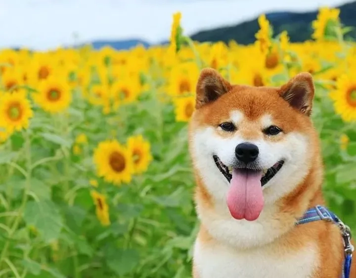 Đừng bỏ lỡ hình nền shiba cute để làm nổi bật thiết bị