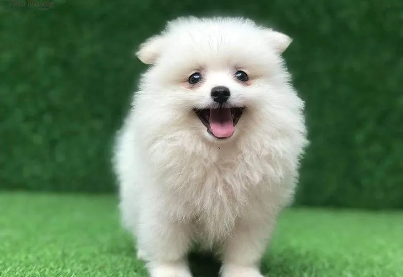 Đừng bỏ qua hình nền chó cute để tô điểm điện thoại