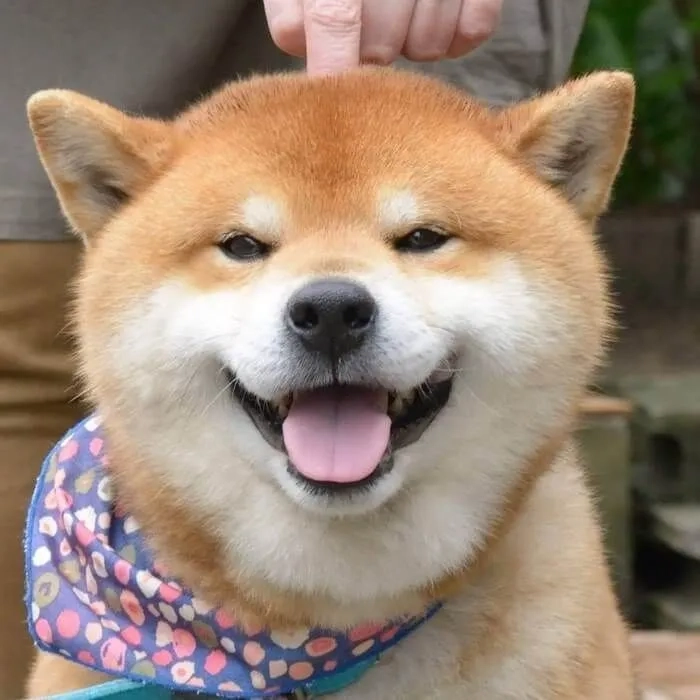 Thể hiện cá tính mạnh qua avatar chó shiba ngầu