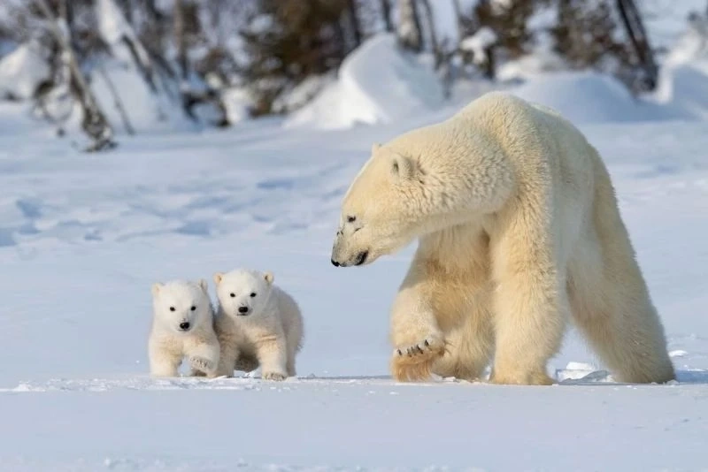 Ảnh gấu trắng cute là lựa chọn hoàn hảo cho bài đăng