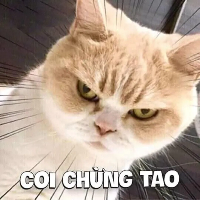 Ảnh meme bựa khiến bài đăng thêm phần độc đáo