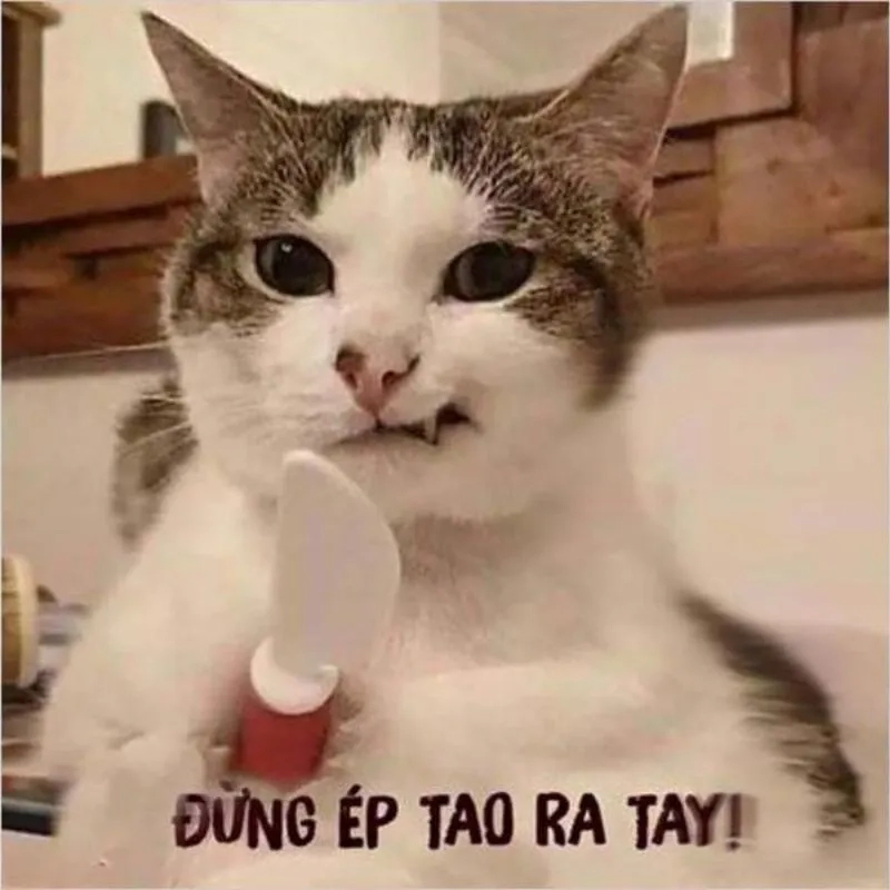 Meme bựa hài là lựa chọn lý tưởng cho những ai yêu thích cái bựa