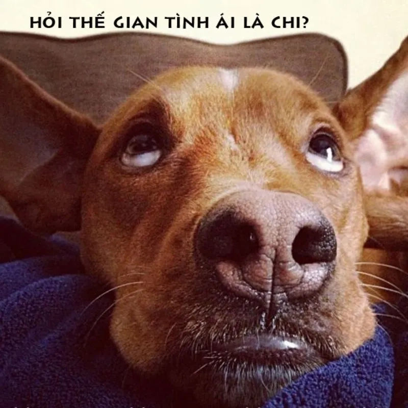 Meme avatar gấu trúc cực kỳ hài hước và đáng yêu