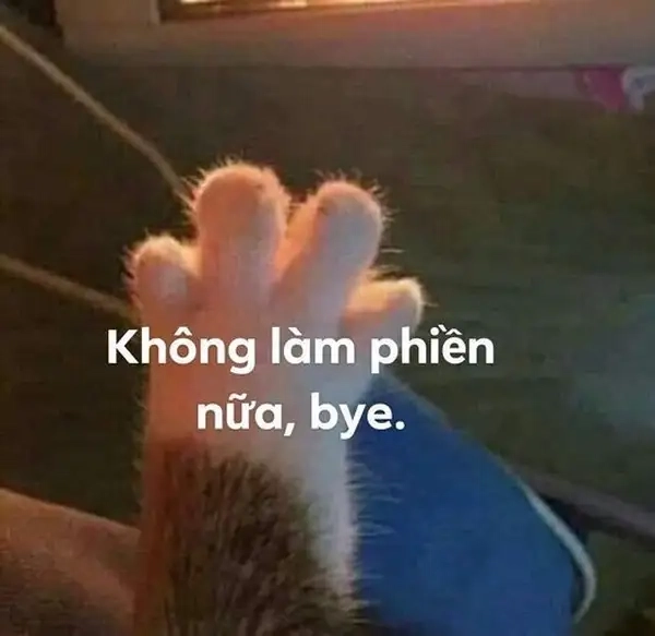 Hình tạm biệt meme ngộ nghĩnh, cực kỳ phù hợp cho mạng xã hội