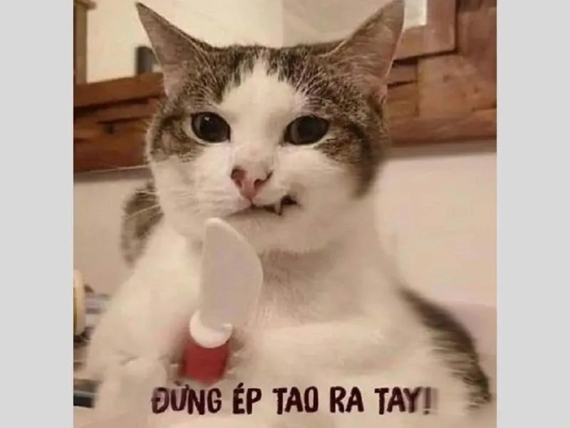 Khám phá bộ sưu tập các meme hài hước mới nhất