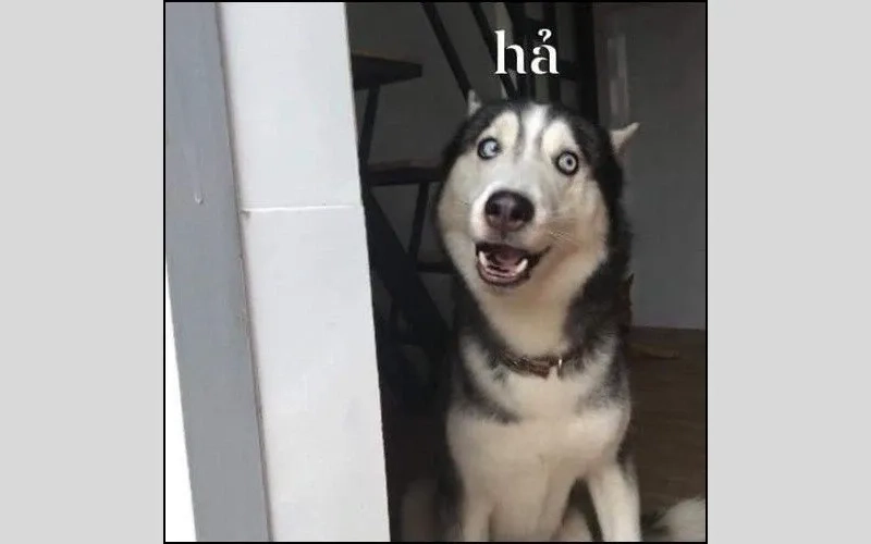 Chó shiba meme mang lại những khoảnh khắc dễ thương và ngộ nghĩnh