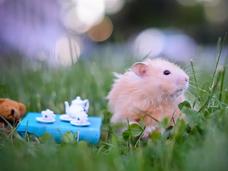 Meme hamster sợ hãi siêu hài không thể nhịn cười