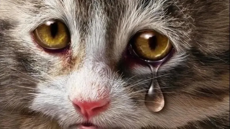 Khoảnh khắc meme cat cry dễ thương làm tan chảy mọi trái tim