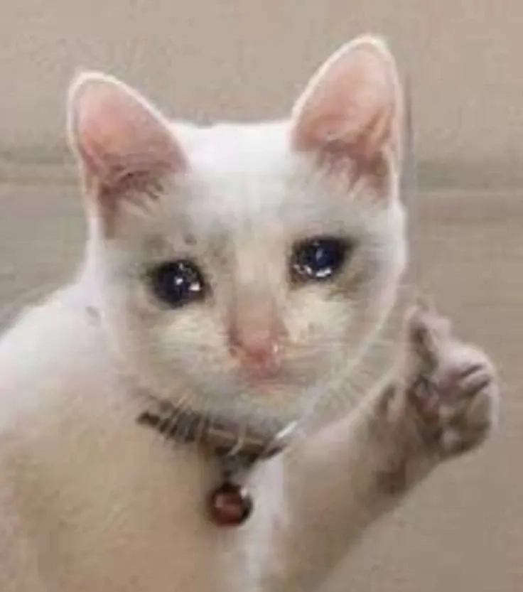 Đừng bỏ lỡ bộ sưu tập cry cat meme hài hước và xúc động