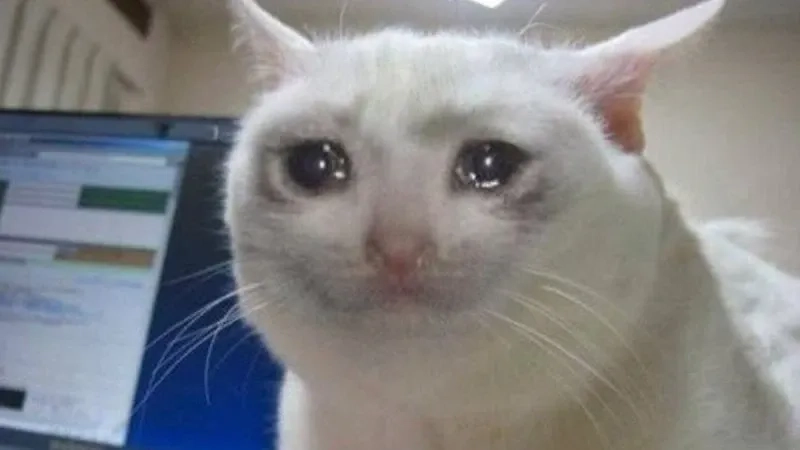 Cùng thưởng thức các cat crying meme siêu đáng yêu và ý nghĩa