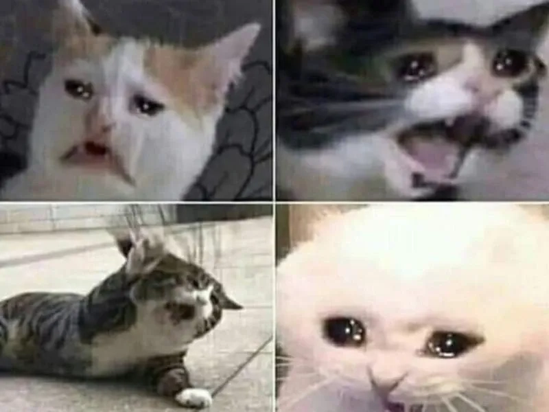 Cat meme cry luôn mang lại những giây phút cười ra nước mắt