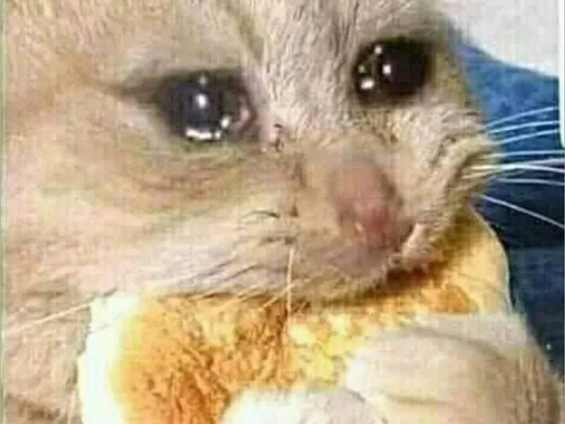 Đắm chìm trong những hình ảnh meme cat crying siêu dễ thương