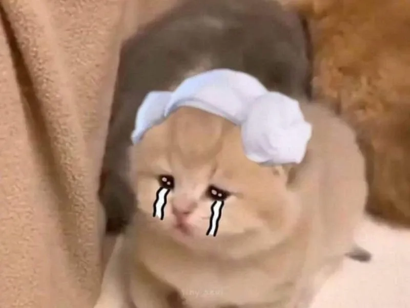 Meme crying cat - biểu tượng cảm xúc chân thực của cộng đồng mạng