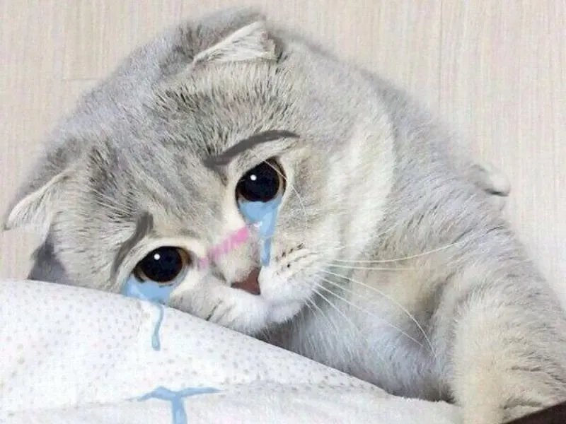 Hãy để cat meme crying làm bạn bật cười mọi lúc mọi nơi