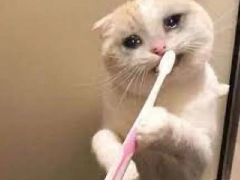 Chỉ cần nhìn thấy cry meme cat là thấy tâm trạng nhẹ nhõm hơn