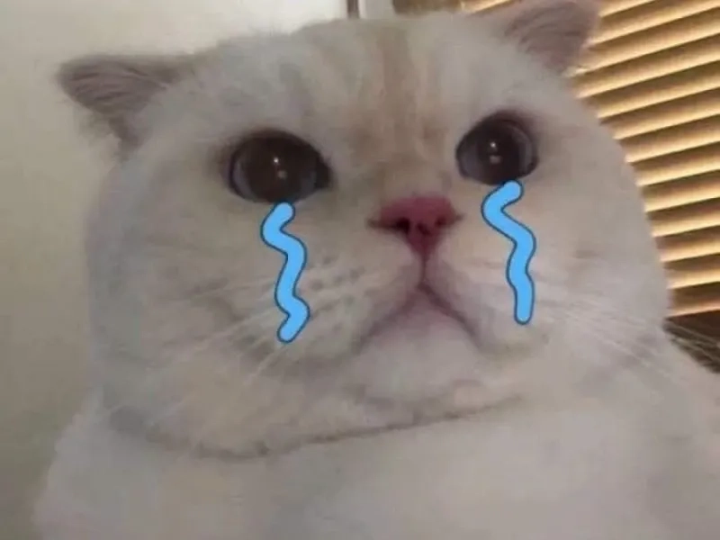 Meme mèo cry luôn mang lại cảm giác vừa buồn cười vừa xúc động