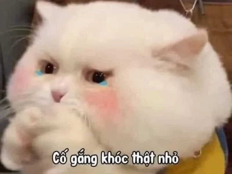 Cảm xúc lẫn lộn? Hãy thử ngay meme smile cry