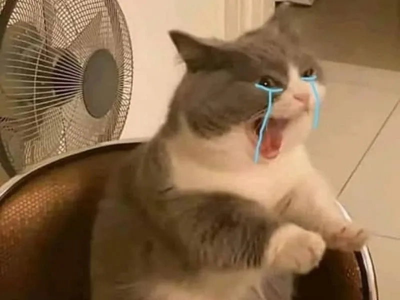 Smile cry meme giúp bạn thể hiện trạng thái vừa buồn vừa vui