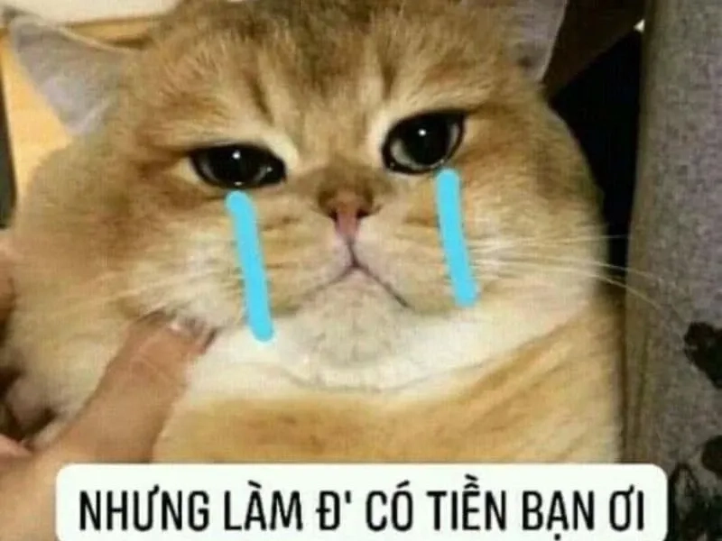 Meme jerry crying sẽ làm bạn không ngừng bật cười