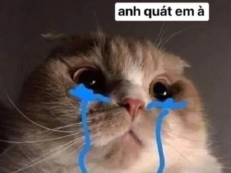 Cảm xúc bùng nổ từ frog cry meme khó quên