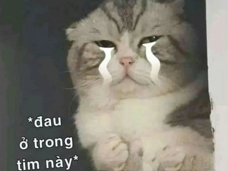 Đừng bỏ lỡ meme crying để chia sẻ cảm xúc thật của bạn