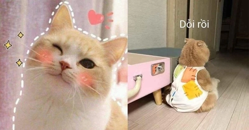 Cute cat meme làm bạn cười không ngớt