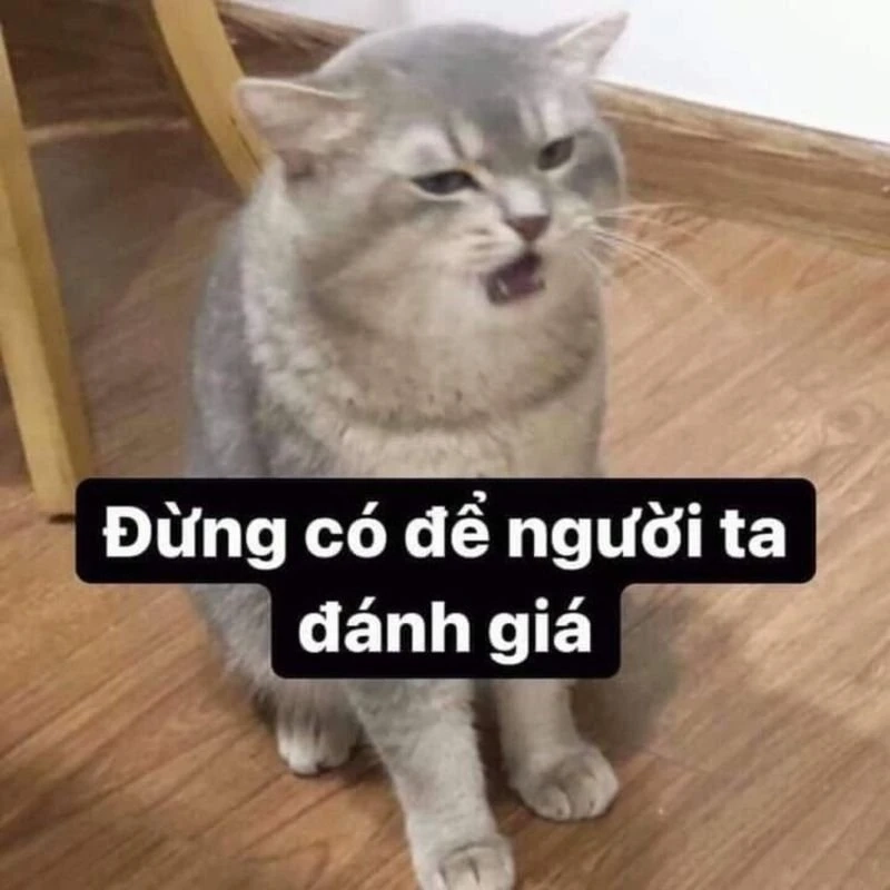 Meme chúc ngủ ngon cute giúp bạn thư giãn