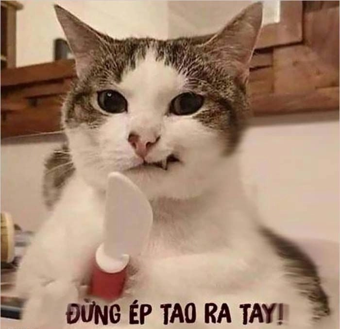 Meme cute mèo mang lại tiếng cười