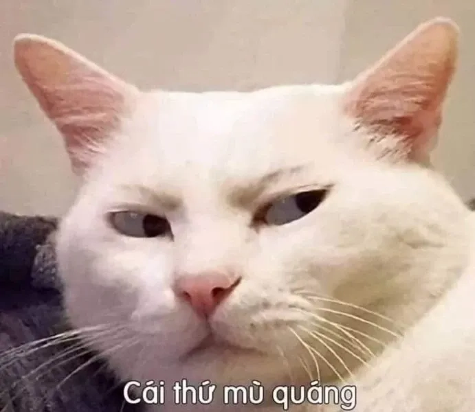 Khia ảnh meme cute ngộ nghĩnh, tạo không khí vui vẻ mỗi ngày