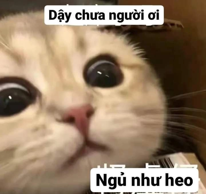 Meme ảnh mèo cute trái tim ngọt ngào