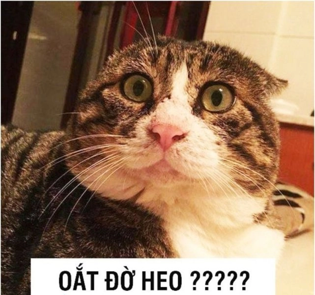 Cute meme mèo xin lỗi siêu hài và ngộ nghĩnh