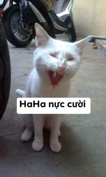 Meme mèo cute cười siêu dễ thương, làm sáng ngày của bạn