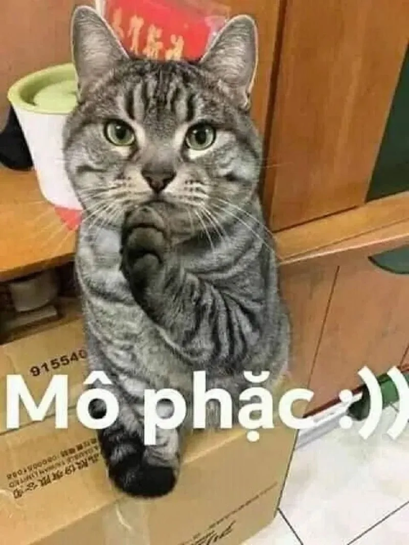 Cute meme mèo cute đáng yêu, phù hợp với mọi tình huống vui vẻ