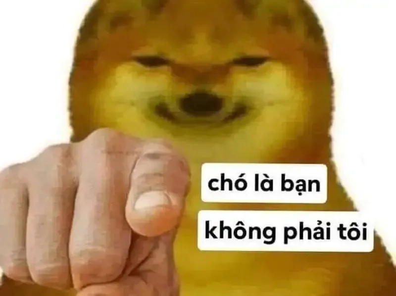 Meme dog cute dễ thương, không thể bỏ qua